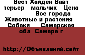 Вест Хайден Вайт терьер - мальчик › Цена ­ 35 000 - Все города Животные и растения » Собаки   . Самарская обл.,Самара г.